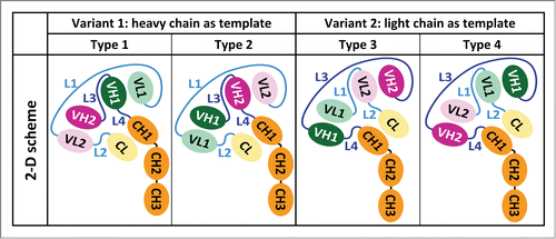 Figure 1. CODV format gives rise to four distinct three-dimensional arrangements of Fvs and Fc. Each sketch represents half of a CODV-Ig that dimerizes by heavy chain pairing, resulting in tetramers of HC2LC2 stoichiometry. The two-dimensional sketches translate the different three-dimensional arrangements of the immunoglobulin domains. We adopt the following nomenclature for CODV biotherapeutics: in CODV-Igantigen1 x antigen2 and CODV-Fabantigen1 x antigen2 Fvantigen1 is N-terminal on the heavy chain and consequently located between Fvantigen2 and the first constant domain (Fc1) on the light chain no matter which engineering variant and linker lengths are concerned. We apply optimized all-glycine linkers of 7, 5, 1, and 2 residues for L1 through L4 in this work unless indicated otherwise.