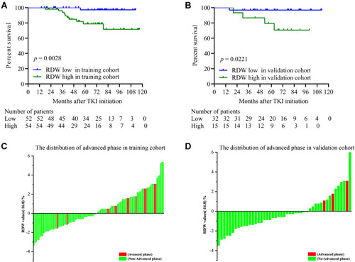 Figure 3 The overall survival of patients in the training (A) and validation (B) cohorts. The distribution of patients in the training (C) and validation (D) cohorts with advanced phase CML and in the high and low RDW groups which were based on the RDW cutoff value.