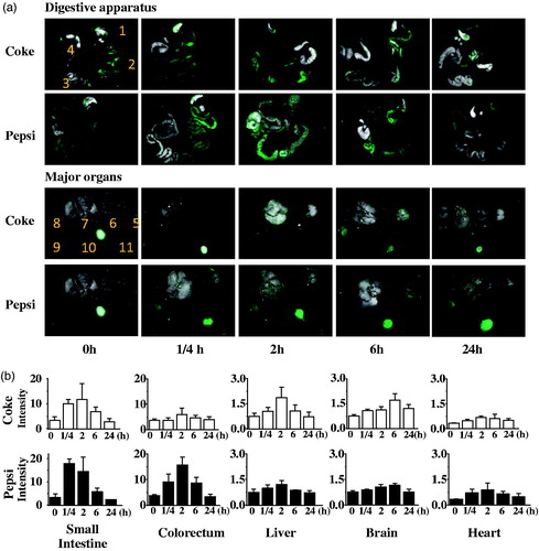 Figure 5. Biodistribution of the NPs from Coke and Pepsi in major organs. (a) Ex vivo imaging of digestive apparatus and major organs of the Balb/c mice orally administrated with NPs from Coke and Pepsi at a dose of 2 g kg−1 body weight at 0, 1/4, 2, 6 and 24 h. 1, stomach; 2, small intestine; 3, vermiform appendix; 4, colorectum; 5 brain, 6 lung; 7 liver; 8 kidneys; 9 heart; 10 spleen; 11, muscle. (b) Relative fluorescence intensity of major organs of the mice treated with NPs from Coke and Pepsi at a dose of 2 g kg−1 body weight at 0, 1/4, 2, 6 and 24 h. The control mice were sacrificed after oral administration of 0.9% NaCl aqueous solution.