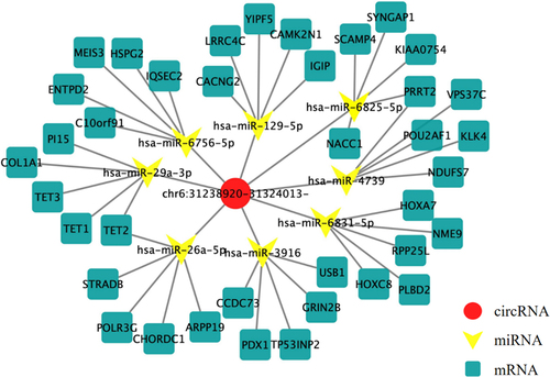 Figure 9. CeRNA interaction. ceRNA: competing endogenous RNA of circHLA-C; Red:circHLA-C; Yellow:microRNA; Blue:mRNA.