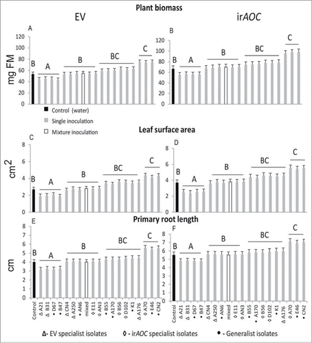 Figure 3. Putative genotype specialist and generalist bacterial taxa were isolated by culture-dependent approach and plant growth promoting (PGP) effects were performed under in-vitro conditions.Citation1 Plant biomass (A and B), leaf surface area (C and D) and primary root length (E and F) of EV and irAOC plants were measured 24 d after 7-day old seedlings were inoculated. PGP effects of 3 bacterial taxa are independent of genotypes. The experimental setup is the same as described in Santhanam et al.Citation1 Mean (±SE, n = 6, different letters indicate significant differences among mock-and bacterial inoculations, one-way ANOVA with Fisher's PLSD test; P < 0.05).