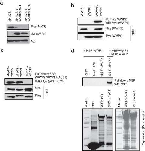 FIG 3 WWP1 heterodimerizes with WWP2. (a) 293T cells were transfected with the indicated plasmids, and levels of ΔNp73 in the presence of wild-type (WT) WWP2 and a WWP2 C838A (C/A) mutant were determined using anti-Flag antibody. (b) SFB-WWP2 and Myc-WWP1 alone or together were expressed in 293T cells, and their association was tested by immunoprecipitation with Flag antibody followed by immunoblotting with Myc antibody. (c) Cells were transfected with ΔNp73 in combination with WWP2, WWP1, or HACE1, and ΔNp73 interaction with the E3 ligases was determined by immunoblotting with Myc antibody after pulldown with SBP beads. (d) Bacterial cell lysate expressing GST, GST-p73, or GST-ΔNp73 was added to MBP-WWP2 and MBP-WWP1 immobilized on Sepharose beads as indicated. The in vitro interaction was assessed by immunoblotting with GST antibody. The expression of GST, GST-p73, GST-ΔNp73, MBP-WWP1, and MBP-WWP2 was shown by Coomassie staining.