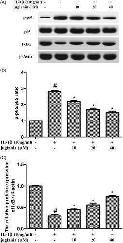 Figure 7. Juglanin prevented IL-1β-induced NF-κB activation in chondrocytes. The cells were pretreated with various concentrations of juglanin (10, 20 and 40 μM) for 2 h before subsequent IL-1β stimulation for 24 h. The expression of these proteins was assessed by Western blot. Data are expressed as mean ± SEM. All experiments were repeated three times. #p < .05 compared to control group. *p < .05 compared to IL-1β treatment group.