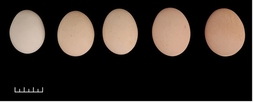 Figure 6. Eggshell’s colour variations in Tukong chicken (private collection).