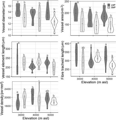 Figure 7. Violin plots with Bonferroni pairwise comparisons showing the variation in anatomical features of the ultimate branch in three elevation zones of LNP and SNP. Different elevations that do not share the same alphabet within LNP and SNP have significantly different values (p < .05). See Supplements 7 and 8 for details of statistical analyses.