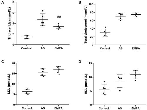 Figure 2 The serum level of triglyceride (A), total cholesterol (B), LDL (C) and HDL (D) between Sham, AS and EMPA group. ##p<0.01.