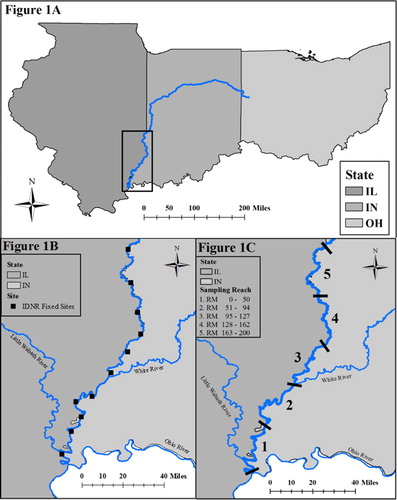 Figure 1. (A) Map of the Wabash River with the Illinois portion emphasized. (B) Map of the 11 Illinois Department of Natural Resources fixed stations throughout the LWR. (C) Map of the five sampling reaches for the Long Term Fish Population Monitoring Project on the LWR.