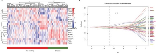 Figure 3 Cluster analysis of 17 candidate genes selected by penalized Cox regression in the training group (A). Penalized Cox regression analysis to select survival-associated genes in the training group. (B) The optimal λ value is 14.