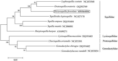 Figure 1. Phylogenetic analysis of 11 complete mitogenome sequences from the order Stomatopoda using maximum-likelihood method with 1000 bootstrap replicates. The mitogenome sequence of D. foveolata is highlighted within a box.
