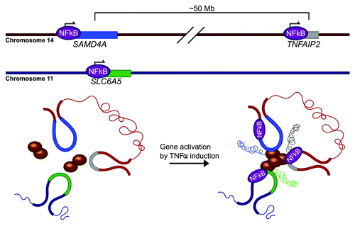 Figure 3. TNFα induces the formation of an NFκB-regulated multigene complex. In response to TNFα stimulation, NFκB translocates into nucleus to activate hundreds of responsive genes. The coordinated transcription of these coregulated genes appears to occur in multigene complexes. One such multigene complex that has been extensively characterized by 3C and FISH-based approaches includes SAMD4A (blue), TNFAIP2 (gray), and SLC6A5 (green).Citation4 Prior to activation, DNA FISH reveals that, in a fraction of the population, these three genes are in close proximity, but not physical contact.Citation46 After activation by TNFα, the promoters of the three genes associate via RNA Pol II to form a multigene complex.