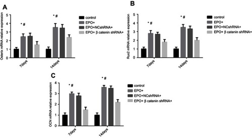 Figure 5 Effect of Erythropoietin (EPO) on osteogenic genes expression of Periodontal ligament stem cells (PDLSCs) under different conditions. (A) The mRNA expression of Osterix after 7 and 14 day(s). (B) The mRNA expression of Runx2 after 7 and 14 days. (C). The mRNA expression of OCN after 7 and 14 day(s). (*P<0.05, compared with control group. #P<0.05, compared with EPO+β-catenin shRNA+group).