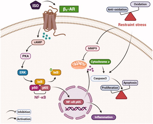 Figure 9. A schematic diagram of the β2-AR/cAMP/PKA pathway under restraint stress. Restraint stress disturbs the balance between antioxidation and oxidation and then promotes an increase in Caspase-3, which leads to an imbalance between apoptosis and proliferation. ERK is activated by the β2-AR/cAMP/PKA pathway, promoting apoptosis. Combined with our previous results, our findings suggest that ERK may induce inflammation by activating NF-κB p65.