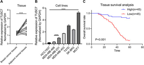 Figure 1 The expression pattern of TUSC7 in breast cancer. (A) RT-qPCR of TUSC7 expression in 43 breast cancer tissues compared with adjacent normal tissues. GADPH was used as normalization control. (B) RT-qPCR of TUSC7 expression in a panel of breast cancer cell lines: HCC1937, MDA-MB-468, MDA-MB-231, MDA-MB-453, T47D, SK-BR-3, MCF-7 cells. GADPH was used as normalization control. (C) The low expression level of TUSC7 is correlated with poor overall survival in TNBC patients. Kaplan–Meier curve for overall survival in patients with low (n=45) versus high (n=45) TUSC7 expression. Corresponding P values were analyzed by Log rank test. ***P<0.0001.