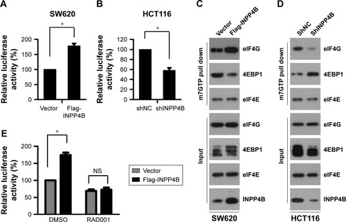 Figure 2 INPP4B activates cap-dependent translation in colon cancer cells. (A, B) Bicistronic luciferase assays. Control and SW620 cells with stable expression of INPP4B (A) or HCT116 cells with or without INPP4B depletion (B) were transfected with a bicistronic luciferase reporter plasmid. After 48 hours of transfection, luciferase activity was measured. Cap-dependent translational activity was determined, as described in the “Materials and methods” section. The results are presented as the mean ± SD of triplicate measurements. *P<0.05. (C, D) The m7GTP pull down assay. Cell lysates from control and SW620 cells with a stable expression of INPP4B (C), or HCT116 cells with or without INPP4B depletion (D) were precipitated with m7GTP sepharose beads and subjected to Western blot analysis with the indicated antibodies. (E) Control and SW620 cells with a stable expression of INPP4B transfected with the bicistronic luciferase reporter plasmid were treated with DMSO or 0.1 μM of RAD001 and subjected to luciferase activity measurement. The results are presented as the mean ± SD of triplicate measurements. *P<0.05.Abbreviations: DMSO, dimethyl sulfoxide; shNC, control shRNA; NS, not significant.