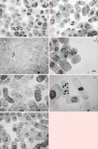 Figure 1. Somatic metaphase chromosomes of Vicia taxa. (a) V. articulata; (b) V. cassubica; (c) V. villosa subsp. villosa; (d) V. noeana var. noeana; (e) V. sativa subsp. sativa; (f) V. peregrina; (g) V. caesarea.