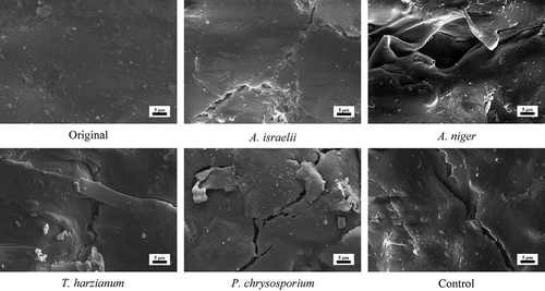 Figure 3. Microstructures of the surfaces of the PLA composites before and after degradation for 28 days by different microorganisms.