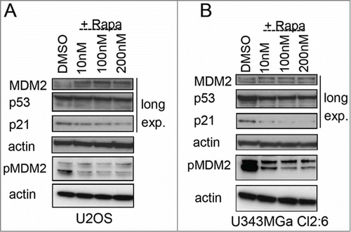 Figure 8. Altered levels of total and phosphorylated MDM2 in rapamycin treated cells. (A) Levels of MDM2, p-Ser166 MDM2, p53, and p21 proteins in U2OS cells exposed to rapamycin (10 nM – 200 nM) for 18 hours. (B) MDM2, p-Ser166 MDM2, p53, and p21 protein levels in U343MGa Cl2:6 cells exposed to rapamycin (10 nM – 200 nM) for 18 hours (long exp., = long exposure). Total and p-Ser166 MDM2 levels were monitored on 2 different blots but using the same cell lysates.