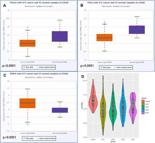 Figure 4 Differential expression of hub genes in colorectal cancer tissues and para-cancerous tissues and the difference of model scores in different TNM stages of colorectal cancer. (A) Differential expression of TNS1 in colorectal cancer tissues and para-cancerous tissues. (B) Differential expression of TAGLN in colorectal cancer tissues and para-cancerous tissues. (C) Differential expression of SFRP4 in colorectal cancer tissues and para-cancerous tissues. (D) Difference of model scores in different TNM stages of colorectal cancer.