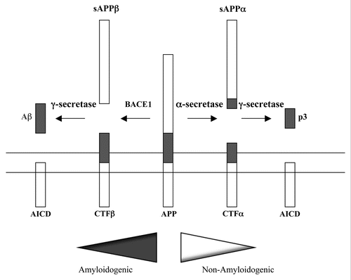 Figure 1 Proteolytic processing of APP. A schematic depiction of APP proteolytic processing. APP is a type I transmembrane protein. The Aβ peptide domain is located partially within the membrane spanning hydrophobic segment. In amyloidogenesis, the β-secretase recognition site is cleaved by BACE1 to a soluble fragment N-terminal fragment sAPPα, a C-terminal fragment CTFβ. The latter is then cleaved intramembranously by γ-secretase to yield Aβ and the APP intracellular domain (AICD). In the non-amyloidogenic pathway, α-secretases cleave at a site within the Aβ peptide sequence. This cleavage essentially disrupts the β-secretase recognition site. α-secretases cleavage yields the soluble N-terminal sAPPα, and the C-terminal CTFα. The latter can also be cleave by γ-secretase to yield a non-toxic 3 kDa fragment known as p3, and the APP intracellular domain (AICD).