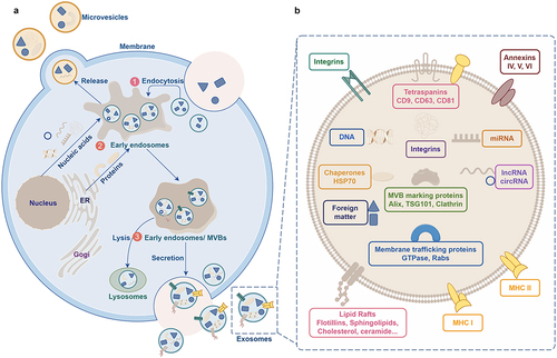 Figure 2. Schematic representation depicting the process of exosome biogenesis and release. A. The steps involved in exosome biogenesis: ① Invagination of the plasma membrane. ② Formation of early endosomes. ③ Maturation of early endosomes into late endosomes, which develop into multivesicular bodies (MVBs). The membrane invagination of MVBs results in the formation of intraluminal vesicles (ILVs), which then fuse with the plasma membrane and release ILVs as exosomes. B. Schematic representation illustrating the structure of exosomes.