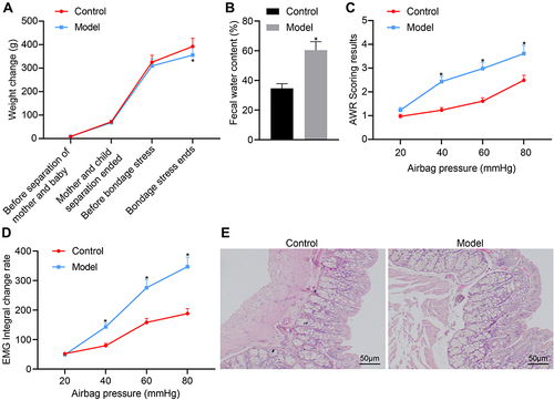 Figure 1 Evaluation of the D-IBS rat model. (A) Body weight of rats after model establishment at various time points; rats were aged 1 day at the start of mother–infant separation, 22 days at the end mother–infant separation, 49 days at onset of restraint stress stimulation, and 59 days upon conclusion of restraint stress; (B) Comparison of fecal water content of rats after model establishment; (C) Comparison of AWR scores of rats after model establishment; (D) Comparison of EMG scores of rats in each group for different intracolonic pressures; (E) HE staining of colonic histopathology of rats. The measurement data is represented as mean ± standard deviation. Independent sample t-test was used to compare data between two groups while one-way analysis of variance with Tukey’s post-hoc test was used to compare data among multiple groups. Bonferroni-corrected repeated measures analysis of variance was used for comparison of data of different concentrations (doses). *p < 0.05, compared with the control group. N = 6 for rats in each group.