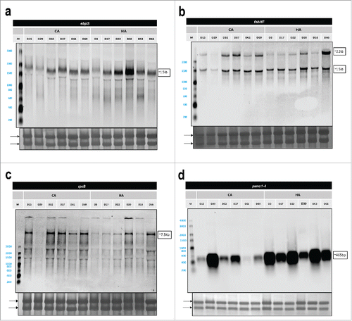 Figure 6. Northern blotting analysis of selected genes. Arrows mark the positions of 23S- and 16S-rRNA bands on the methylene blue stained membranes. Sizes of specific transcripts are indicated on the right side of each display. In case of fabHF 2 bands were detected, the larger band of ∼2.2 kb representing a fabHF transcript and the lower band of ∼1.5 kb only fabF. (a) ebps, (b) fabHF, (c) rpoB, and (d) psmα1–4.