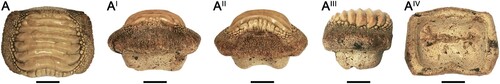 FIGURE 6. Tooth (A–AIV, SS106-1) of Ptychodus latissimus Agassiz, Citation1835, from the Upper Cretaceous of Ryazan Oblast (western Russia) in occlusal (A), anterior (AI), posterior (AII), lateral (AIII), and inferior (AIV) views. Scale bars equal 10 mm.