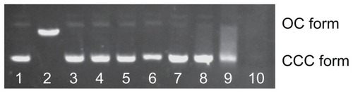 Figure 3 Effect of Cd2+ or MAA on the configuration of plasmid DNA.Notes: Electrophoresis in 1% agarose gel of pUC18 DNA (150 ng per sample) incubated for 12 hours at 4°C in the dark with increasing concentrations of Cd2+ or with increasing concentrations of MAA. Lane 1: pUC18 DNA only; lane 2: pUC18 DNA digested by Hind III; lanes 3–6: pUC18 DNA incubated with 0.5, 5, 50, 500 μmol/L Cd ions; lanes 7–10: pUC18 DNA incubated with 0.05, 0.5, 5, 50 mmol/L MAA. DNA smear caused by MAA was observed in lanes 8–10, and the pUC18 plasmid DNA in lane 10 was completely degraded by MAA.Abbreviations: OC, opened circular; CCC, covalently closed circular; MAA, mercaptoacetic acid.