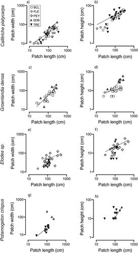 Figure 2. Allometric relationship between patch length, width and height for Callitriche platycarpa, Groenlandia densa, Elodea sp. and Potamogeton crispus. Different symbols indicate the sampling sites. Different regression lines are plotted if significant differences in the relationship were found among sites. In (a), the dashed regression line refers to site SDB and the solid line is for all other sites. In (b) and (c), one regression line refers to all sites. In (d), dashed line refers to site SDB, solid line to site BCL. In (e), dashed line is for site PEY, solid line for site TRE. In (f), the regression line refers to site PEY; in (g), to site TRE; in (h), to site SDB. Statistical descriptions of the relations are provided in Table 5.