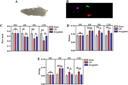 Figure 2 AMD alleviates gait impairment in LSI mice. (A) Top view of mouse gait; (B) trajectory diagram of mouse paws; (C–E) statistical analysis of swing time, standing time, and paw basking area in mice 0, 4, 8, and 12 weeks after LSI surgery gait analysis, respectively Data were presented as means ± S.D. *P < 0.05; **P < 0.01; ***P < 0.001; ns, significant difference, n = 6 in each group.