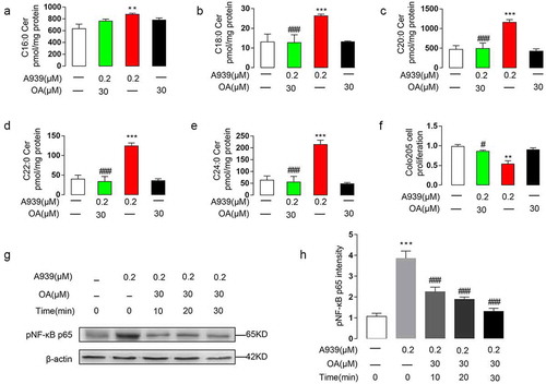 Figure 8. Oleate preconditioning prevented A939-induced overexpression of ceramide, inhibition of cell proliferation, and phosphorylation of NF-κB p65 in Colo205 cells. (a-e) The effect of A939 (0.2 μM) with oleate (OA) (30 μM) or BSA on the contents of endo-ceramides with various fatty acyl chains. OA or control BSA was applied to the medium for 1 h before the cells were incubated with A939 for another 48 h. C16:0 ceramide (a), C18:0 ceramide (b), C20:0 ceramide (c), C22:0 ceramide (d), and C24:0 ceramide (e). (f) The effect of A939 with OA or BSA on cell proliferation. Oleate or control BSA was applied to the medium for 1 h before the cells were incubated with A939 for another 48 h. (g-h) The effect of A939 with OA or BSA on A939-induced phosphorylation of NF-κB p65, as evaluated by western blot. Cells were incubated with oleate or control BSA for 10, 20, and 30 min before incubation with A939 for another 48 h (g). Densitometric quantification (h). **P < .01 ***P < .001 vs. vehicle group; #P < .05, ##P < .01, ###P < .001 vs. 0.2 μM A939 group, one-way ANOVA, n = 6. Figure 9