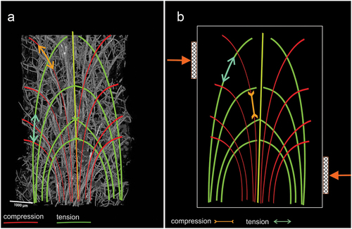 Figure 13. Graphical representation of the effect of drag force on a sponge skeleton. (a) Force diagram with the image of sponge skeleton reconstructed using µCT image. (b) Interactions occurring in the sponge skeleton as a result of drag force.