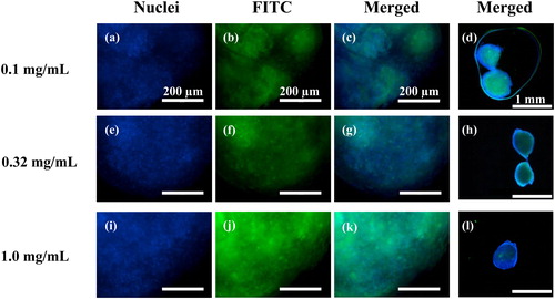 Figure 6. Representative micrographs of the internalized NRL particles in the sections of NRL-loaded spheroid after day 21 culture in hypoxia: (a), (e), and (i) cell nuclei stained by Hoechst (blue); (b), (f), and (j) FITC-labeled NRL particles (green); and (c), (d), (g), (h), (k), and (l) merged images of the NRL-loaded spheroid with three different NRL concentration (0.1, 0.32, and 1.0 mg/mL). Bars represent 200 µm for (a)–(c), (e)–(g), (i)–(k), and 1 mm for (d), (h), and (l).