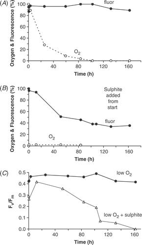 Fig 10. Fluorescence decline in cells on sand collected on 8 March 1989 and placed in sealed bottles in the dark: (A) oxygen allowed to decline naturally; (B) sulphite added from the beginning of the experiment. (C) Fv/Fm in both experiments.