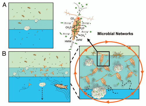Figure 1 Different conceptual views of the aquatic microbial ecosystem. In the traditional view (A), bacterial communities are mainly dominated by free-living bacteria and attached bacterial communities in microniches are rather isolated from each other. Water column stratification also limits exchanges of bacteria between water layers. In our proposed microbial networks (B), free-living and attached bacteria are tightly linked with each other via a network of microhabitats represented here by aggregates, fecal pellets, plankton and higher organisms. Mobile organisms also effectively transport bacteria over long distances and across boundaries. Within a microhabitat, such as a copepod, dense populations of diverse bacteria can closely communicate and exchange genetic information with each other, be protected from external hazards, exploit high concentration of organic matters and drive biogeochemical reactions that are otherwise not favored in the surrounding water.