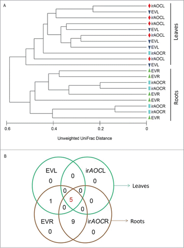Figure 1. Bacterial communities are clearly different among roots and shoots (A), but not by the plant's capacity to produce jasmonic acid (JA). Venn diagram represents the core and root specific OTUs among EV and irAOC genotype tissues (B). Here we assigned core communities as OTUs recovered from all tissue samples (n = 20) and root specific OTUs (n = 10) irrespective of genotypes. The group-average dendogram was constructed by unweighted UniFrac distance metric and the Venn diagram based on presence and absence data of OTUs at the order level in roots and shoots of EV and irAOC plants. Only OTUs which were retrieved at least from all 5 replicates per tissue/genotype combination were considered, and not the total number of orders found. Abbreviations: R, roots; L, leaves
