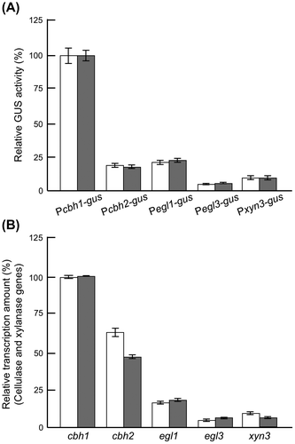 Fig. 7. Comparison of GUS activities controlled cellulase and xylanase promoter and gene expression levels of native cellulase in PC-3-7.