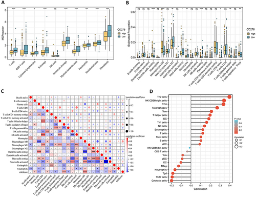 Figure 4 Correlation between CD276 expression and immune cell infiltration. (A) Comparison of the proportions of different types of cells estimated by the MCP-counter algorithm. (B) Comparison of immune score calculated by the ESTIMATE algorithm. (C) Correlation between CD276 and immune cell density estimated by Sangerbox. (D) Comparison of the proportions of 22 immune cell types estimated by the CIBERSORT algorithm.