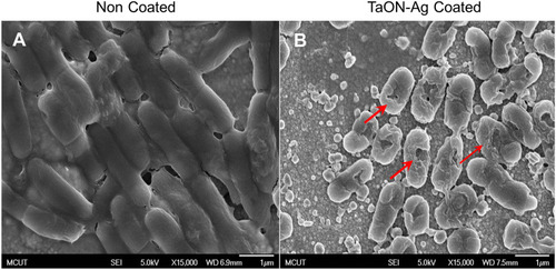 Figure 2 TaON-Ag coated Ti alloy not only inhibits the formation of bacterial biofilms but also causes bacterial lysis. FE-SEM at 15,000X magnification revealed E. coli biofilm formation two days post in vitro co-culture with non-coated Ti alloy (A). Conversely, FE-SEM revealed geometry of E. coli cells with abnormal distortion and cytoplasmic membrane wrinkle 24 h post-co-culture with TaON-Ag-coated Ti alloy, leading to cyto-plasma leakage and cell lysis (B).