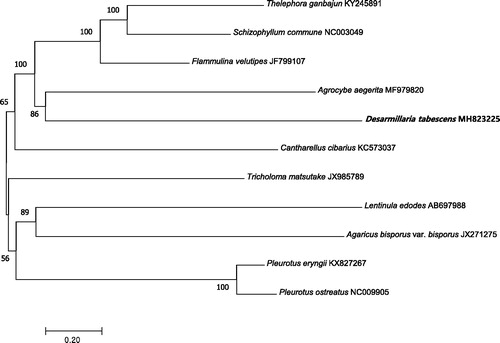 Figure 1. Neighbour-joining phylogenetic tree based on the mitochondrial genome sequences of D. tabescens and other 10 mushroom species using MEGA 7.0 (Kumar et al. Citation2016).