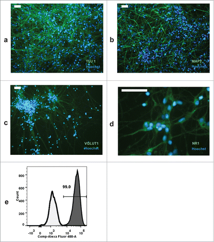 Figure 5. Immunostaining of iPSC-derived neurons with TUJ1 (a), MAP2 (b), VGLUT1 (c), and NR1 subunit of the NMDA receptor (d). The percentage of TUJ1 positive neurons was analyzed by flow cytometry; cells were permeabilized with Cytofix/Cytoperm (Becton Dickinson) and dead cells were excluded from the analysis. Filled histogram shows the fraction of TUJ1 stained cells compared to secondary antibody staining (e). Scale bar is 50 μm in a-c, and 75 μm in d.
