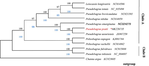 Figure 1. The phylogenetic analyses of Pseudobagrus based on 12 protein-coding genes, constructed using the Neighbor-Joining (NJ) and Maximum Likelihood (ML). NJ posterior probabilities (blue number) and ML bootstrap values (black number) are shown at nodes.