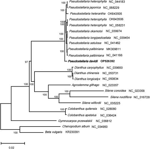 Figure 3. The phylogenetic position for Pseudostellaria davidii according to the ML phylogenetic tree constructed based on 23 chloroplast genomes. The following sequences were used: Pseudostellaria heterophylla NC_044183 (Kim et al. Citation2019b), Pseudostellaria japonica NC_068229, Pseudostellaria heterophylla OK_643505, Pseudostellaria heterophylla OK_643506, Pseudostellaria heterantha NC_058231, Pseudostellaria okamotoi NC_039974, Pseudostellaria longipedicellata NC_039454, Pseudostellaria setulosa NC_041462, Pseudostellaria palibiniana MK_309611 (Kim et al. Citation2019a), Pseudostellaria palibiniana NC_041166, Dianthus caryophyllus NC_039650, Dianthus chinensis NC_053731, Dianthus longicalyx NC_050834, Agrostemma githago NC_023357 and Silene conoidea NC_023358 (Sloan et al. Citation2014), Silene noctiflora NC_016728 (Sloan et al. Citation2012), Silene wilfordii NC_035225, Colobanthus quitensis NC_028080, Colobanthus apetalus NC_036424, Gymnocarpos przewalskii NC_036812, Chenopodium album NC_034950 (Hong et al. Citation2017), Beta vulgaris subsp. vulgaris KR_230391 (Stadermann et al. Citation2015). The sequences used for the tree structure are coding sequences, and the bootstrap support values are shown on the nodes.