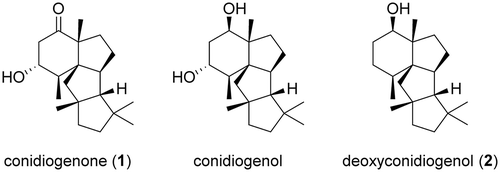 Figure 1. Structures of (−)-conidiogenone (1), conidiogenol, and deoxyconidiogenol (2).