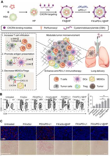 Figure 3 CXCR4-inhibiting nanocomplex relieved the immunosuppressive TME of pulmonary tumors and enhanced anti–PD-L1 immunotherapy. (A) Schematic illustration of the synthesis and mechanism of FX/siPD-L1@HP. (B) Flow cytometry analysis of CD4+ and CD8+ T cells and percentage of tumor-infiltrating CD8+ T cells of tumors in LLC tumor-bearing mice receiving different treatments. (C) α-SMA immunofluorescence staining and picrosirius red staining of tumor sections from mice receiving different treatments, scale bar: 100 µm. **P < 0.01. Reproduced from Li ZT, Wang YX, Shen YX, Qian CG, Oupicky D, Sun MJ. Targeting pulmonary tumor microenvironment with CXCR4-inhibiting nanocomplex to enhance anti-PD-L1 immunotherapy. Sci Adv. 2020;6(20):eaaz9240.Citation68 © The Authors, some rights reserved; exclusive licensee AAAS. Distributed under a Creative Commons Attribution NonCommercial License 4.0 (CC BY-NC) http://creativecommons.org/licenses/by-nc/4.0/.