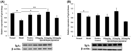 Fig. 4. Different expressions of IgA in respiratory and intestine.Notes: Protein expression was analyzed by western blotting and β-actin was the loading control. Each value represents the mean ± SEM of eight mice in each group. #Significantly different from normal group, p < 0.05. ##Significantly different from normal group, p < 0.01. *Significantly different from model group, p < 0.05. **Significantly different from model group, p < 0.01.