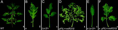 Figure 2. Interaction between e and genotypes with alterd LA activity. Shown are mature fifth leaves of the indicated genotypes. Scale bars: 1cm.