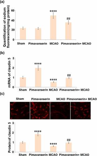 Figure 3. Pimavanserin protected BBB integrity in MCAO mice by increasing the expression of claudin 5. (a). BBB integrity was measured using diffusion of sodium fluorescein assay. (A). Quantification of sodium fluorescein diffusion in the brains of experimental mice; (b). mRNA of claudin 5; (c). Protein of Claudin 5 (****, P < 0.0001 vs. vehicle group; ##, P < 0.01 vs. MCAO group)