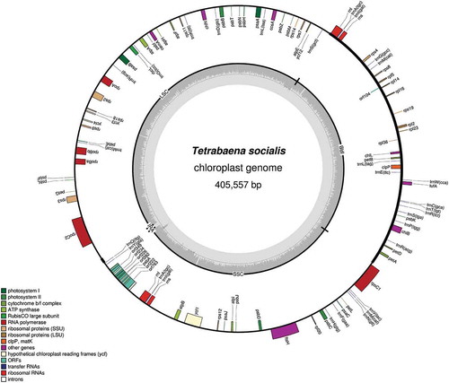 Fig. 4. Map of the 405 557 bp chloroplast genome of Tetrabaena socialis. The transcriptional polarity of genes can proceed in a clockwise (inside of circle) or anti-clockwise (outside of circle) direction. Image generated using OrganellarGenomeDraw.