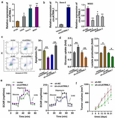 Figure 2. CircATRNL1 promoted the glycolytic capacity of osteosarcoma cells in vitro. (a) RT-PCR illustrated that expression of circATRNL1 in the osteosarcoma cells (U2OS, saos-2, MG63) as compared to the normal cell (hFOB). (b) cellular transfections were constructed by plasmids stable transfection for up-regulation (saos-2) and silencing (MG63). (c) apoptosis analysis by flow cytometry detected the apoptotic rate in saos-2 cells with circATRNL1 up-regulation and in MG63 with circATRNL1 silencing. (d) glucose uptake analysis and lactate production analysis uncovered glucose consumption and lactate generation with circATRNL1 up-regulation (saos-2) or silencing (MG63). (e) extracellular acidification rate (ECAR) analysis reflected the glycolytic capacity with circATRNL1 up-regulation (saos-2) or silencing (MG63). (f) in vivo mice assay indicated that the MG63 cells transfected with circATRNL1 knockdown could remarkably reduce the tumor growth in subcutaneous injection. tumor volume was calculated by detecting length and width. two-group comparison was calculated by student’s t-test. experiments were performed in triplicate. data are presented as mean ± SD. *p < 0.05, **p < 0.01